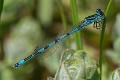 Coenagrion mercuriale male-223449